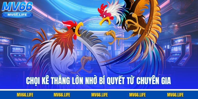 Chọi kê thắng lớn nhờ bí quyết từ chuyên gia