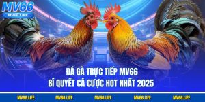Đá Gà Trực Tiếp MV66 - Bí Quyết Cá Cược Hot Nhất 2025