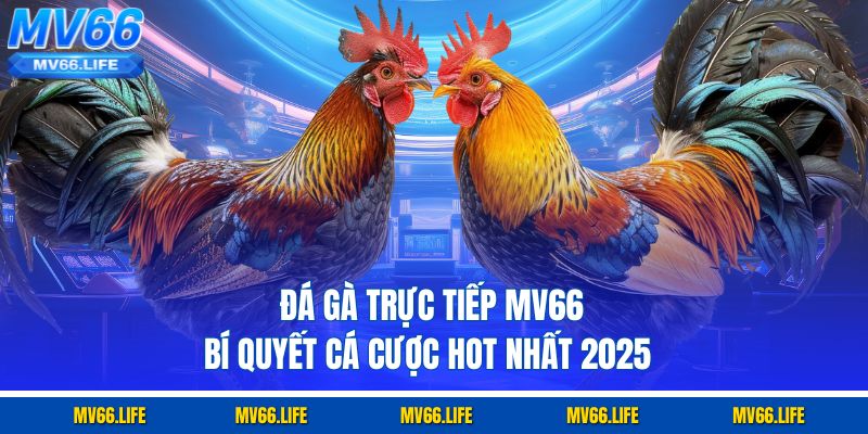 Đá Gà Trực Tiếp MV66 - Bí Quyết Cá Cược Hot Nhất 2025