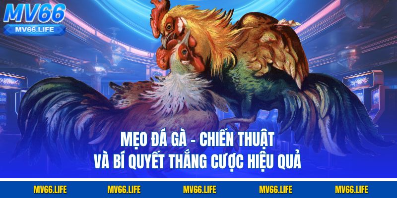 Mẹo Đá Gà – Chiến Thuật Và Bí Quyết Thắng Cược Hiệu Quả