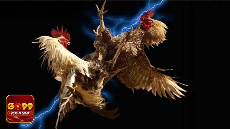 Đá Gà Online - Đá Gà Online tại GO99 có gì nổi bật?