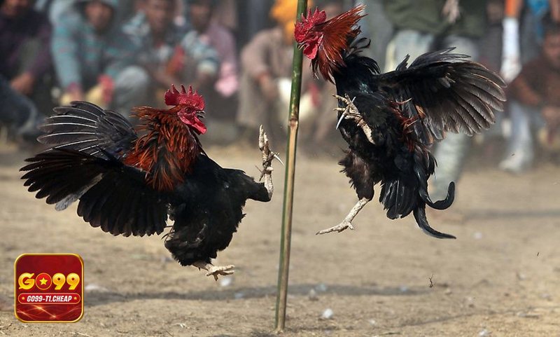 Đá gà GO99 - Hỗ trợ tra cứu lịch sử, kiểm soát hiệu suất chơi