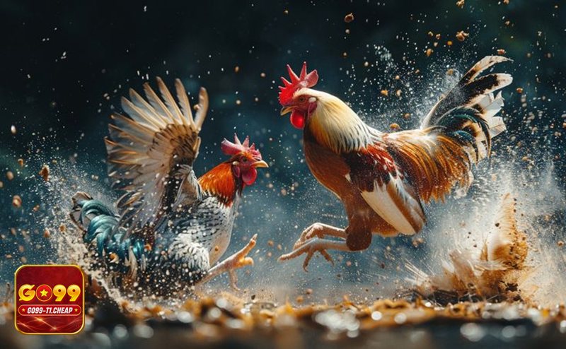 Đá gà GO99 - Phát sóng nhiều góc quay, hạn chế bỏ lỡ tình huống