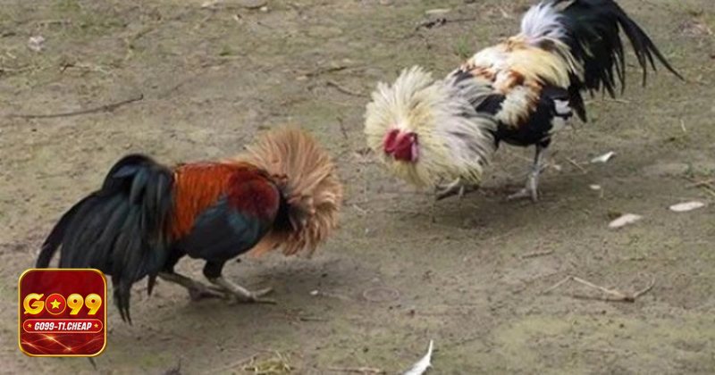 Đá Gà Online - Đá Gà Online là gì? Vì sao ngày càng phổ biến?