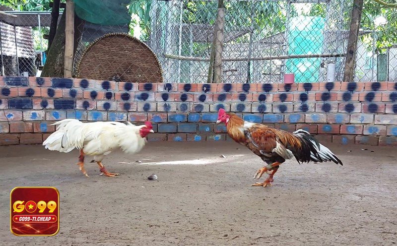 Đá Gà Cựa Sắt - Cân hạng và kiểm tra thể trạng trước giờ lên sới