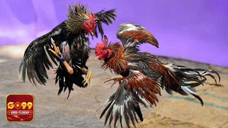 Đá gà GO99 - Tiêu chí công bằng, an toàn và độ tin cậy khi tham gia