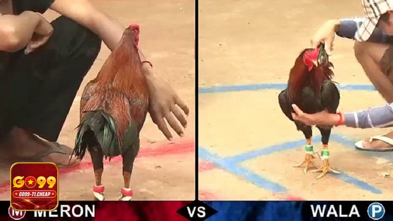 Đá Gà Online - Bình luận và phân tích giúp theo dõi dễ hơn