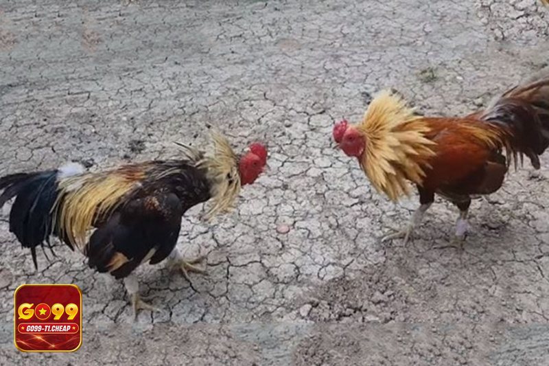 Đá Gà Cựa Sắt - Đọc lối đá qua 1–2 nhịp đầu: áp sát hay phản công